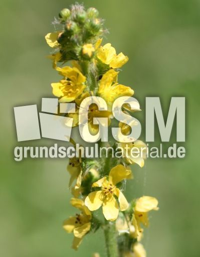 Kleiner-Odermennig-1.jpg